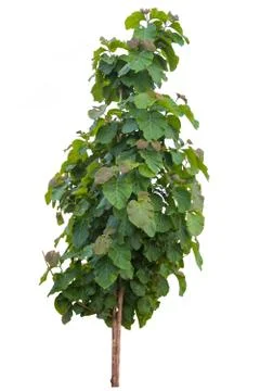 Big tree isolated. Stock-Fotos