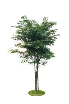Big tree isolated. Stock Photos