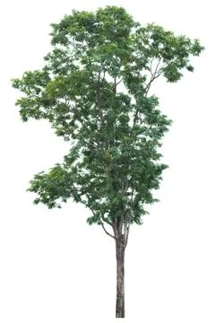 Big tree isolated. Stock Photos