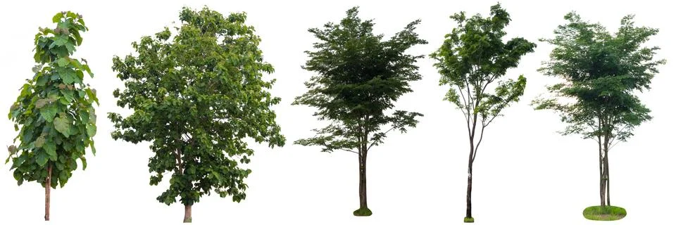 Big tree isolated. Stock-Fotos