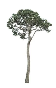 Big tree isolated. Stock Photos