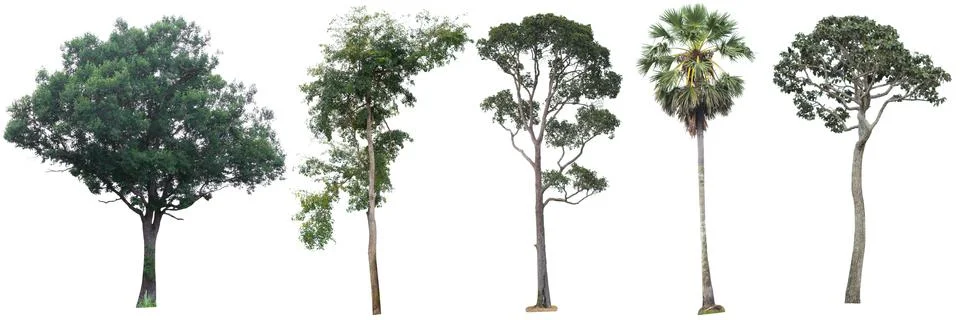 Big tree isolated. Stock Photos