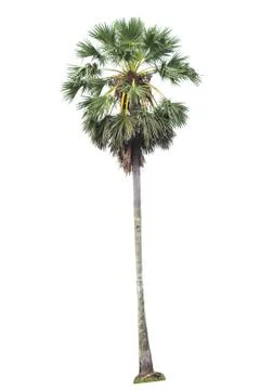 Big tree isolated. Stock Photos