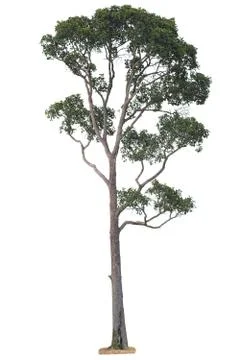 Big tree isolated. 스톡 사진