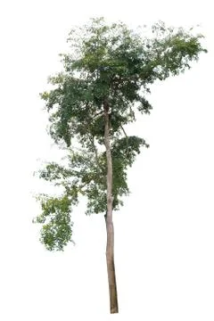 Big tree isolated. Foto stock