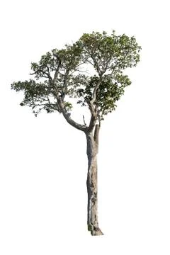 Big tree isolated. Foto stock