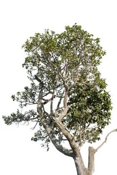 Big tree isolated. Stock Photos