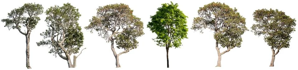 Big tree isolated. Stock Photos