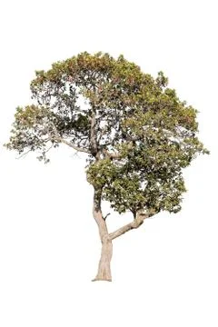 Big tree isolated. Stock-Fotos