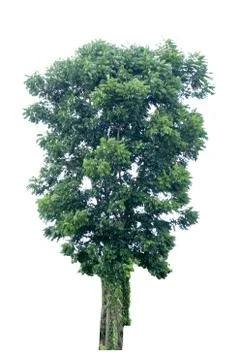 Big tree isolated. Stock Photos