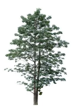 Big tree isolated. Stock Photos