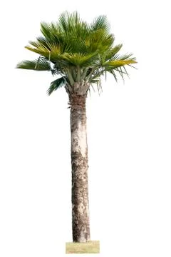 Big tree isolated. Stock Photos