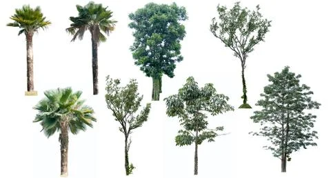 Big tree isolated. Stock Photos