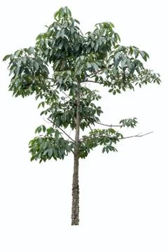 Big tree isolated. Stock Photos