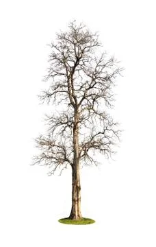 The big tree isolated on white background Stock Photos