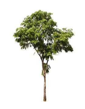 The big tree isolated on white background Foto stock