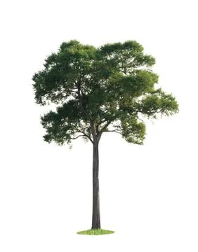 The big tree isolated on white background Stock Photos