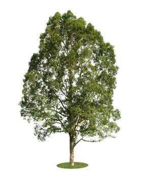 The big tree isolated on white background Foto stock