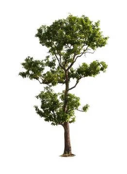 The big tree isolated on white background Stock Photos