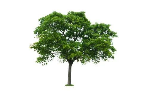 The big tree isolated on white background. Foto stock