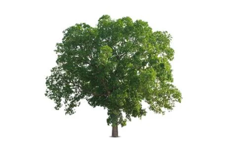 The big tree isolated on white background. Stock Photos