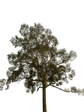 The big tree isolated on white background Stock Photos