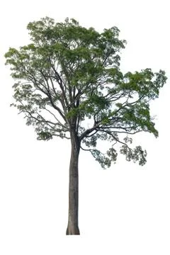 Big Tree isolated on white background. Stock Photos