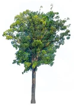 Big of tree isolated on white background. Alstonia scholaris tree isolated on Stock Photos