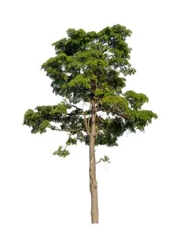Big tree isolated on white background. Stock Photos