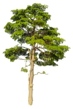 Big tree isolated on white background. Stock-Fotos