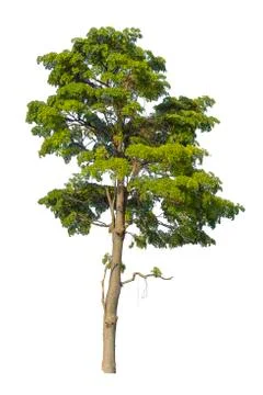 Big tree isolated on white background. Stock Photos