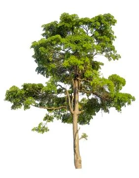 Big tree isolated on white background. Stock Photos
