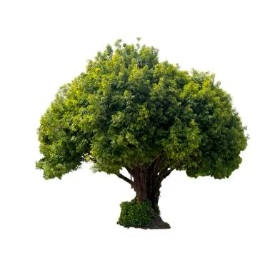 Big tree isolated on white background. Stock Photos