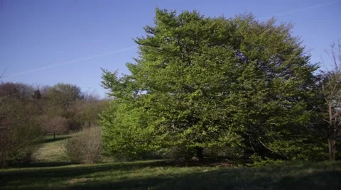 Big Tree Italy 動画素材 50012144