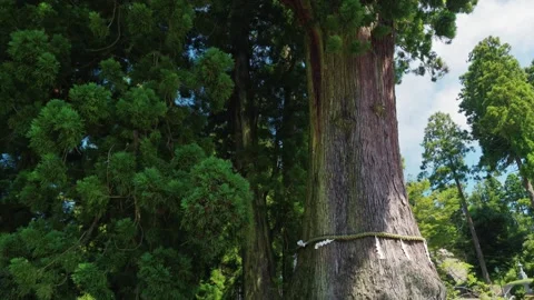 Big tree in japan Stock Footage 320553914