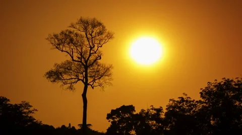 Big tree in the jungle on a hot day, amid orange sky. Stock Footage 40787273