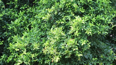 Big tree in the jungle moving by wind. Stock Footage 252885974