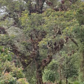 A big tree in the jungle Stock Photos