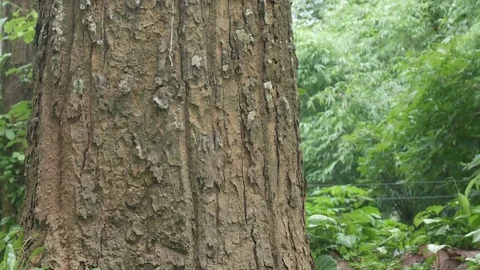 Big tree in the jungle of thailand Stock Footage 76535680