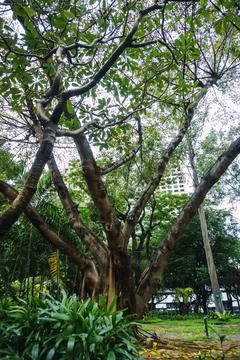 Big tree with large trunk in the middle of a park in MAkati, Manila. Nature Stock Photos