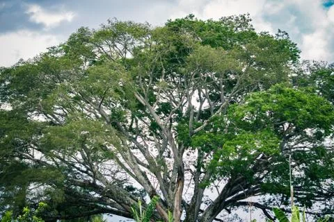 Big tree of life Stock Photos