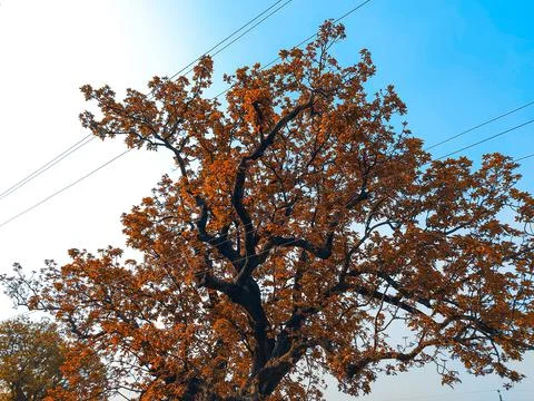 Big tree with light blue sky background Stock Photos