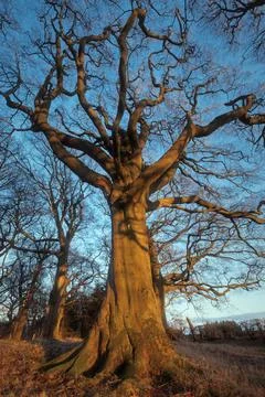 A big tree lit by sunset light in the park Stock Photos