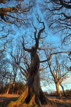 A big tree lit by sunset light in the park Stock Photos