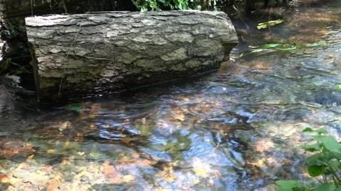 Big Tree Log In Countryside Creek Stock Footage 93145854
