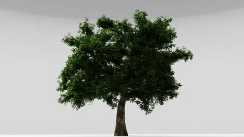 Big Tree Loopable animation on white background! Stock Footage 232387534