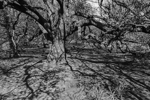 Big tree majestic tree Stock Photos