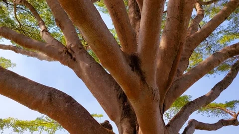 A big tree with many big branches. Stock Footage 296665205