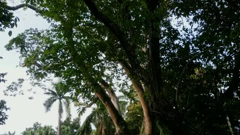 Big tree with many branches Stock Footage 220129339