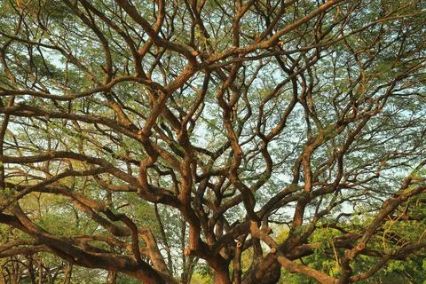 Big tree with many branches In the time of sunshine Stock Photos